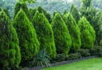 tree hedging tips
