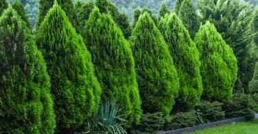 tree hedging tips