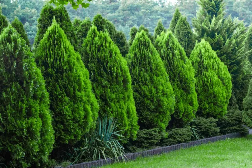 tree hedging tips